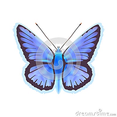 Butterfly - Icarus Polyommatus isolated on white background. Vector Illustration